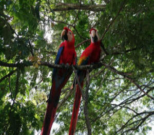 Rainforest Adventure