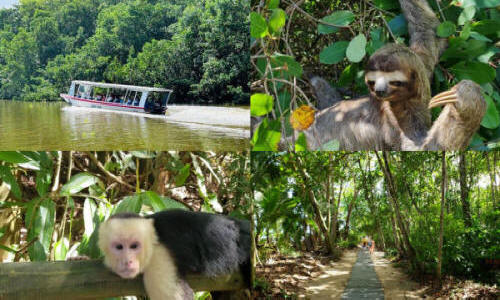 Rainforest Adventure