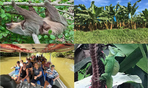 Limon Rain Forest Discovery